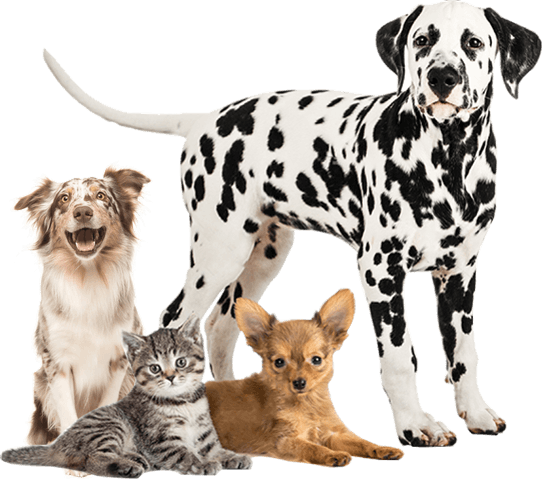 Oracle for Cats and Dogs
