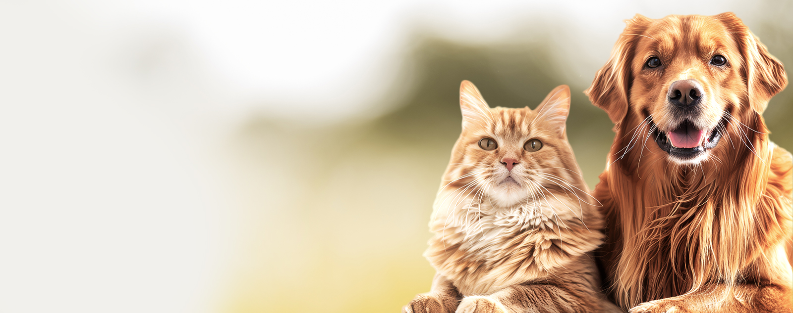 Oracle for Cats and Dogs
