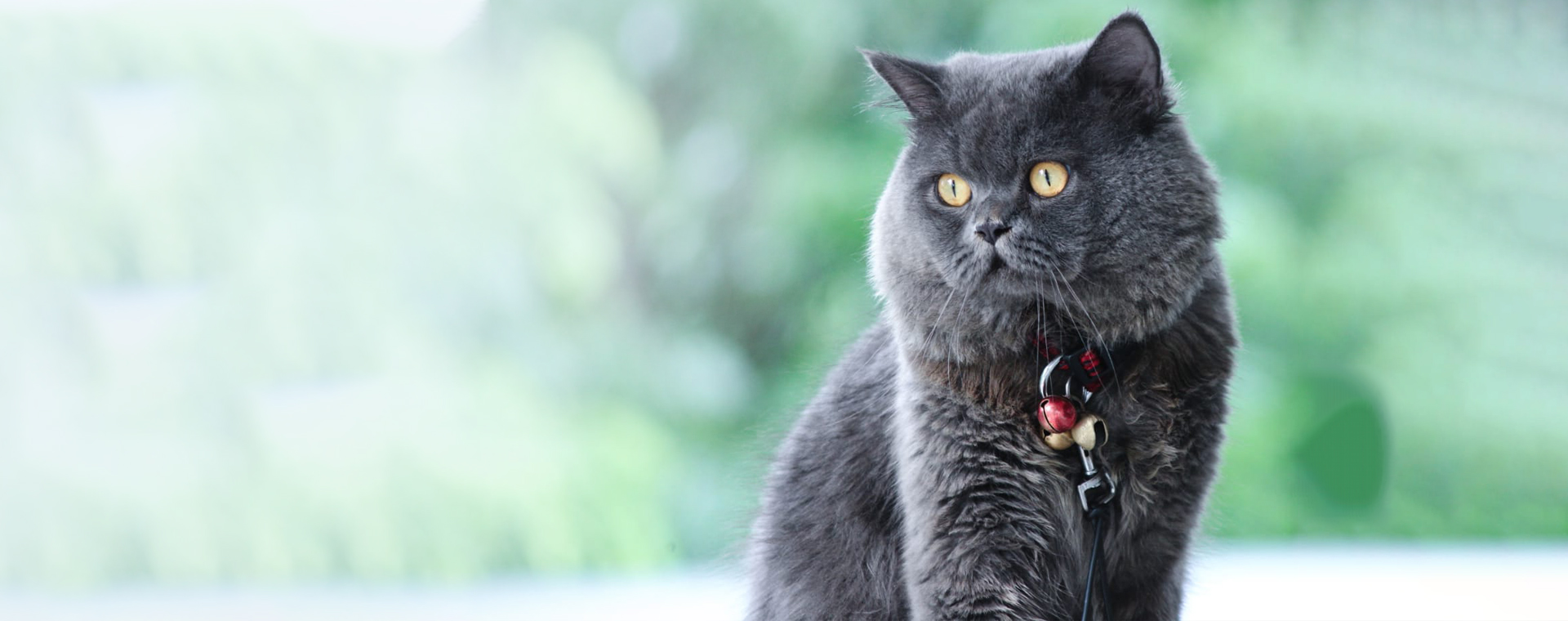 Pet diabetes monitoring
